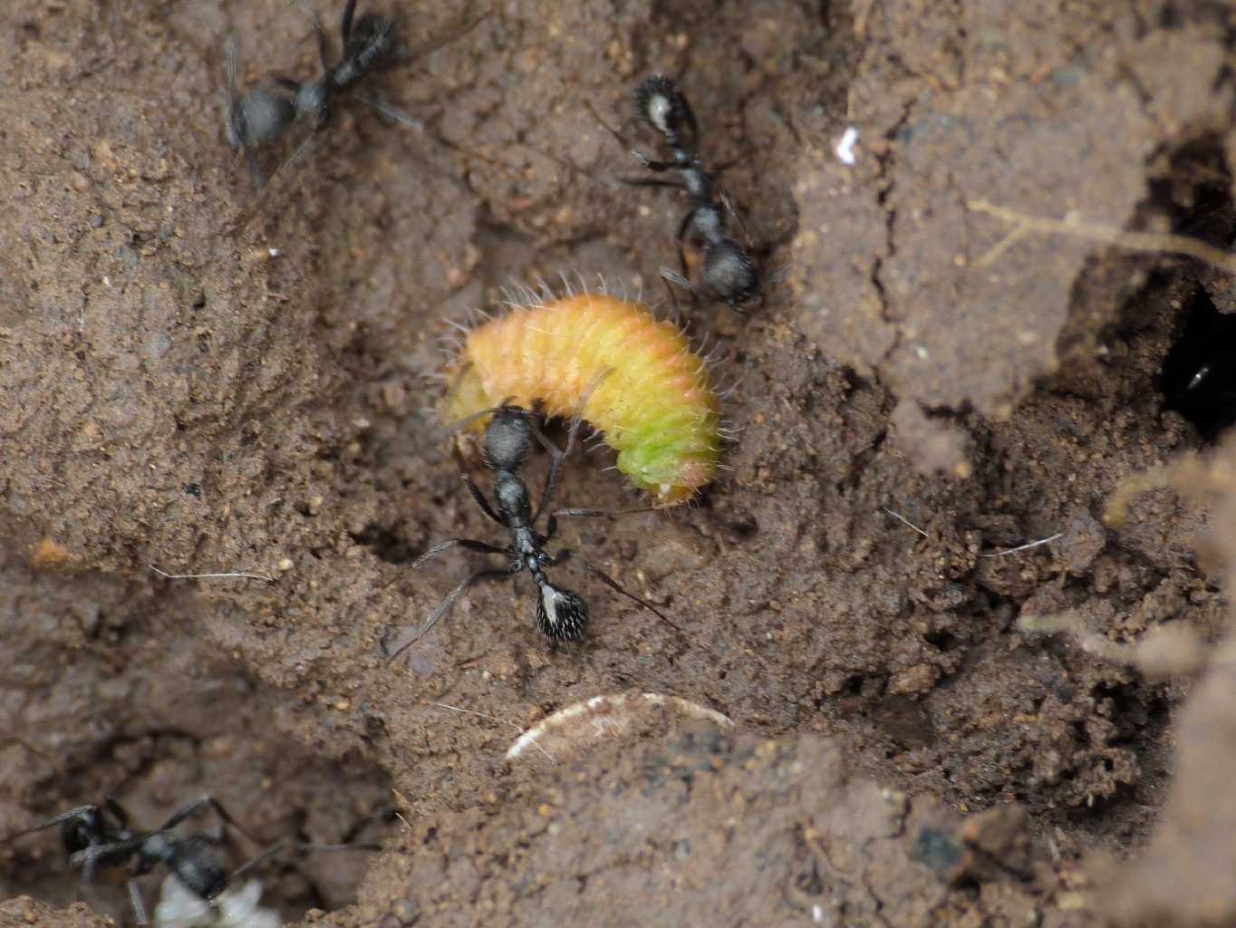 Formiche Aphaenogaster spinosa con preda